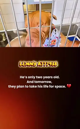 He’s just a baby — only 2 years old. 💔 Lenny (A777938) is at ACS San Antonio, Texas, and he’s out of time. Heartworm negative, full of love, and about to lose everything. Adopt. Foster. Share. Tag rescues. Out-of-state adoption and transport is available. Every second counts. Every share matters. Let’s flood TikTok with his face before it’s too late. 🕊️🐾 #ACSSanAntonio #TexasRescue #FosterSaveLives @PittieMom4Life  @Gina Marie @Kimfitz22🇨🇦 @Preston❌️Brea🐕‍🦺Toby🐕‍🦺 @pawssavingpaws @#Jamiemomof3 @🚌 @stickwithdave @🐾ashley🐾 @La Barby @Hope🦋 @SONEYGIRL22  