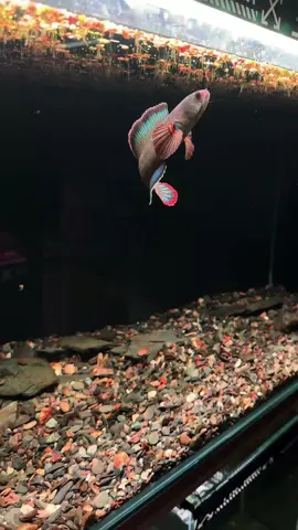 Buat yang doyan foto video aquarium, Tia Sand wajib banget dicoba! Warnanya bikin background ikanmu makin pop-up di kamera 📷✨ #aquariumfish #aquariumhobby #aquascape #channa #snakehead #ikanhias #predatorfish #ikanpredator #hoby #fishtank #aquarium #bluebengal 