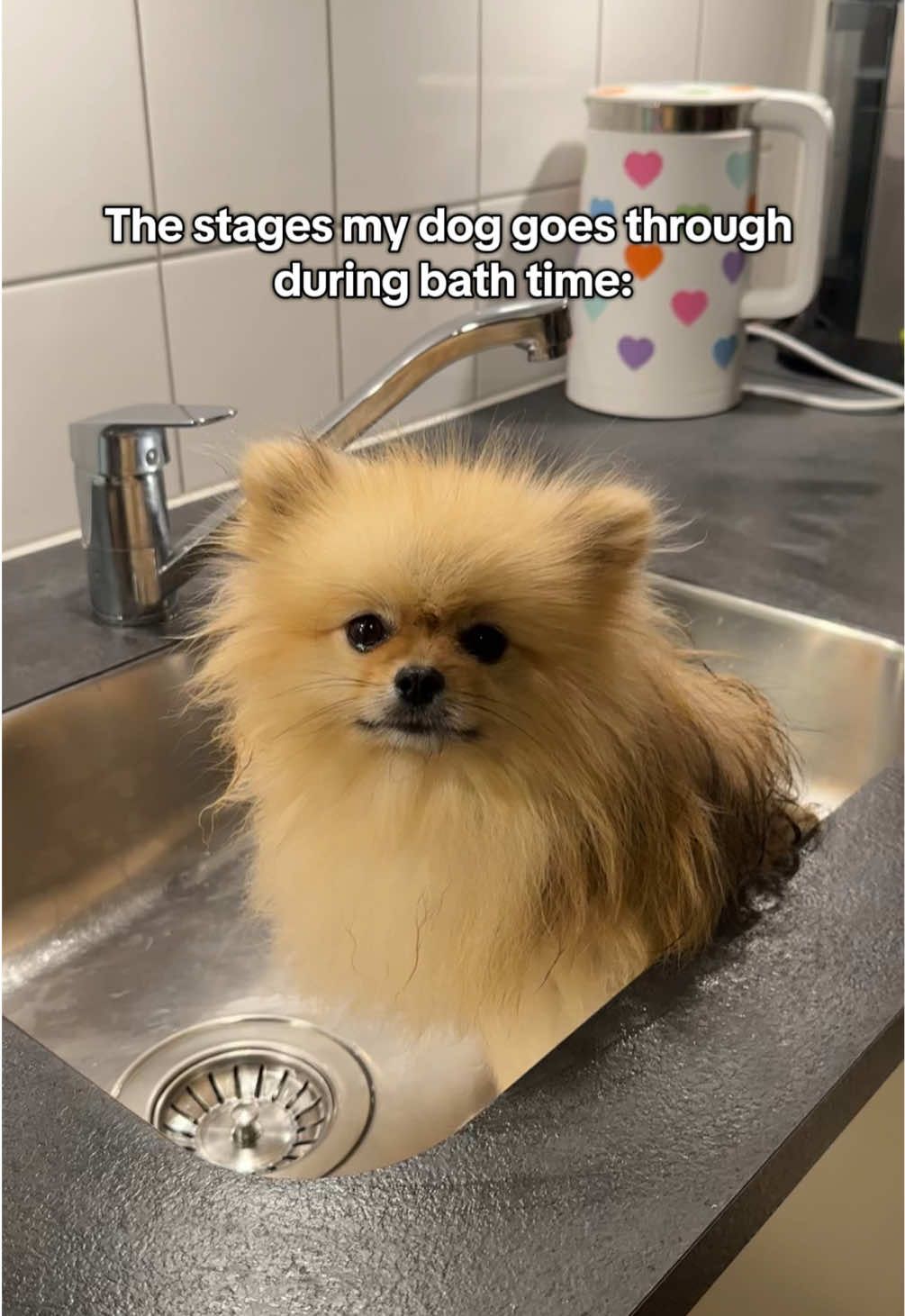 The stages my dog goes through during bath time🤣🤣 #puppylove #funnyvideos😂 #pomeranian #dog #bathtime 