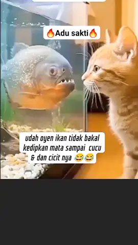 #oyennantangin #viral #kucinglucu #jangkauanluas #fyppppppppppppppppppp 