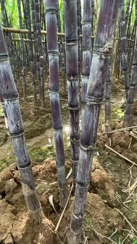tabulampot tanaman tebu #fyp #tebu #dalampot #viral #garden 