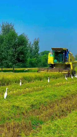 #میرا۔سوہنا۔پنڈ۔ٹھٹھہ۔ضلع۔قصور۔🌾🌲🌱🍂 #AdeelJaat #unfreezemyacount #donotunderreviewmyvideos 