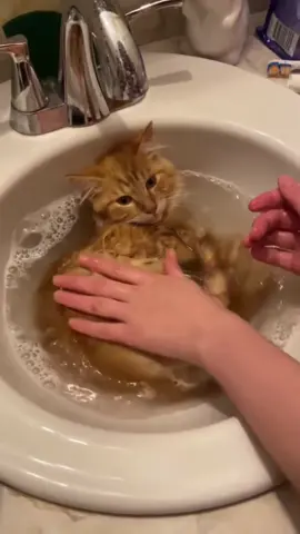 Like every cat who takes a bath obediently #catlover #fyp #cute #kittensoftiktok #cats 