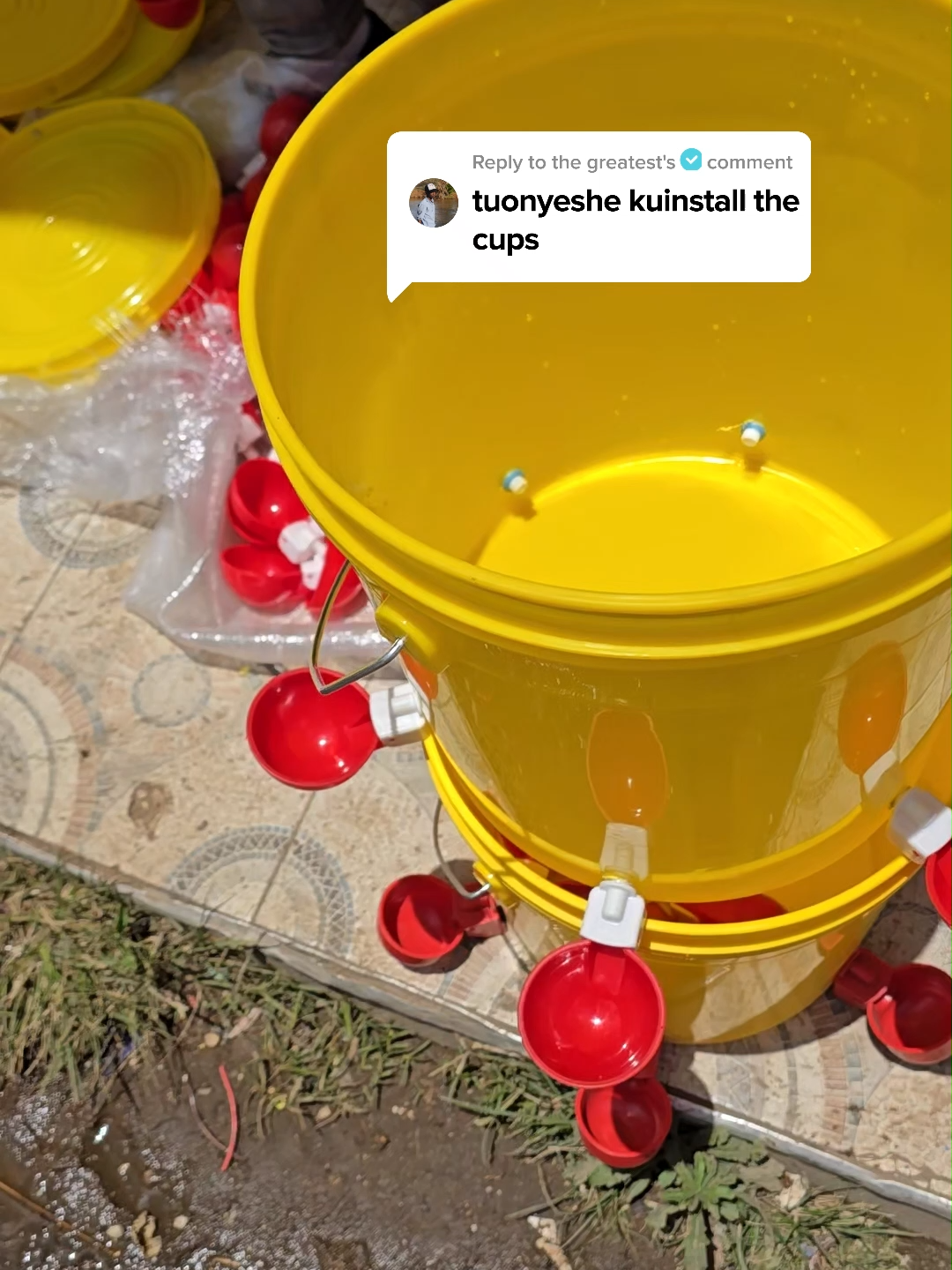 Learn how to install the cups in a Bucket drinker Order the cups or the complete bucket drinker only from Eco Kuku Farm Ltd. Call us on 0710 905 696 We deliver countrywide! #drinker #poultry ##poultryfarmer #farmequipment #kenyantiktok🇰🇪 #water #poultryfarm #foryoupage