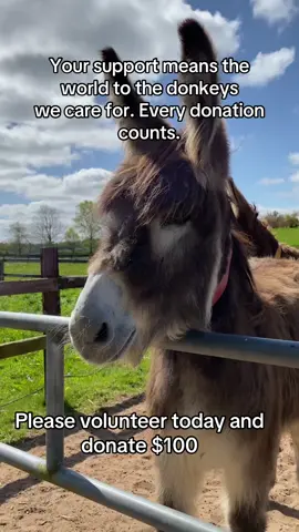 #registeredminiaturedonkey #fentysuperbrandday #donkey #donkeysanctuary #makeadifference 