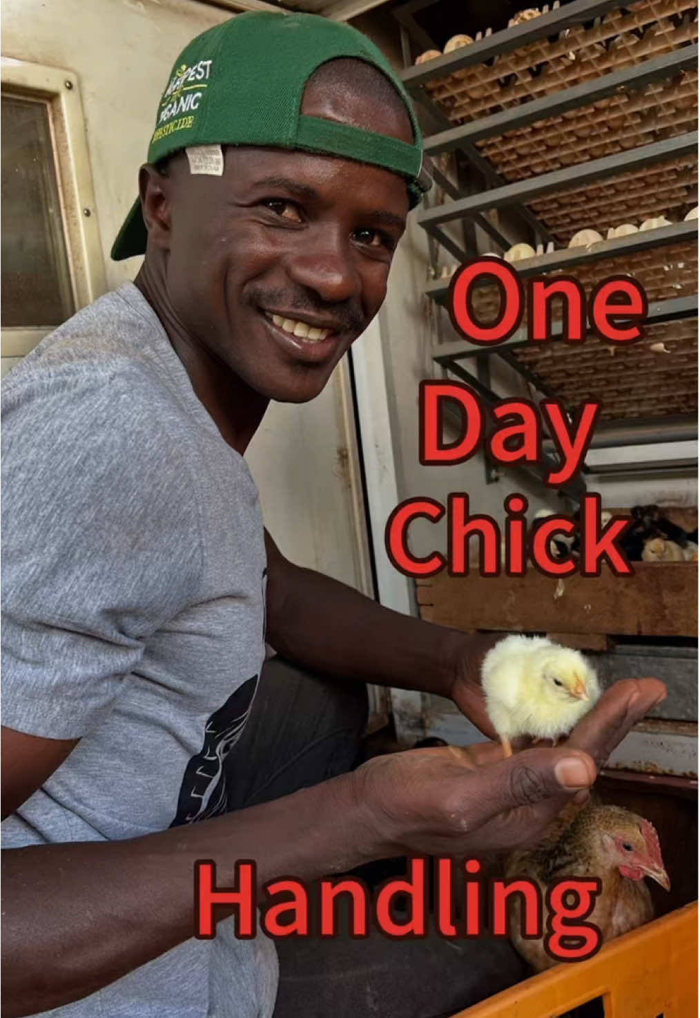 Managing A day old chick 