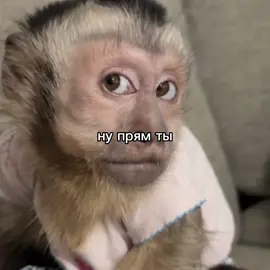 ну прям ты ❤️#обезьяна #брадок #бибизяна #репост #рекомендации 