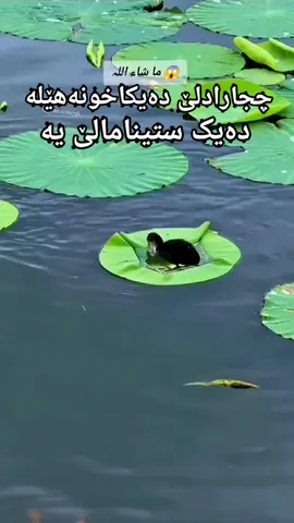 دلێ دایکاخۆ نەهێلە#zaxo_duhok_hewler_slemani_hawler #دهوک_ئاکری_زاخو_شیخان_کوردستان #گوهداربـــــــــــــە😇 #دایک #دایک_گەورەترین_سامانە_بۆ_من @🌿✍🏻گەهاندناپەیامااسلامێ🌿 @﮼نیهاد ﮼ريكاني🍁🇬🇧🖤 @رێکا حەق @NaFaS👑🦋 @الإخوان المسلمون☝🏽 @bewar 👑 @¹¹ 🎧  ♡︎ 🎙 ¹¹ @ˣᵃᵗⁱⁿ ʰᵃʸᵛ✫ @dle brindar💔 @ISLAM ☪️ 📿 @dlshad 