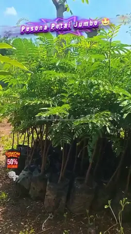 Membalas @agungsolkan  silahkan langsung order di keranjang belanja untuk bibit petai jumbo bosku! #bibit #petai #bibitunggul #guncang1010 #petaniindonesia🇮🇩🇮🇩🇮🇩🌿🌿 