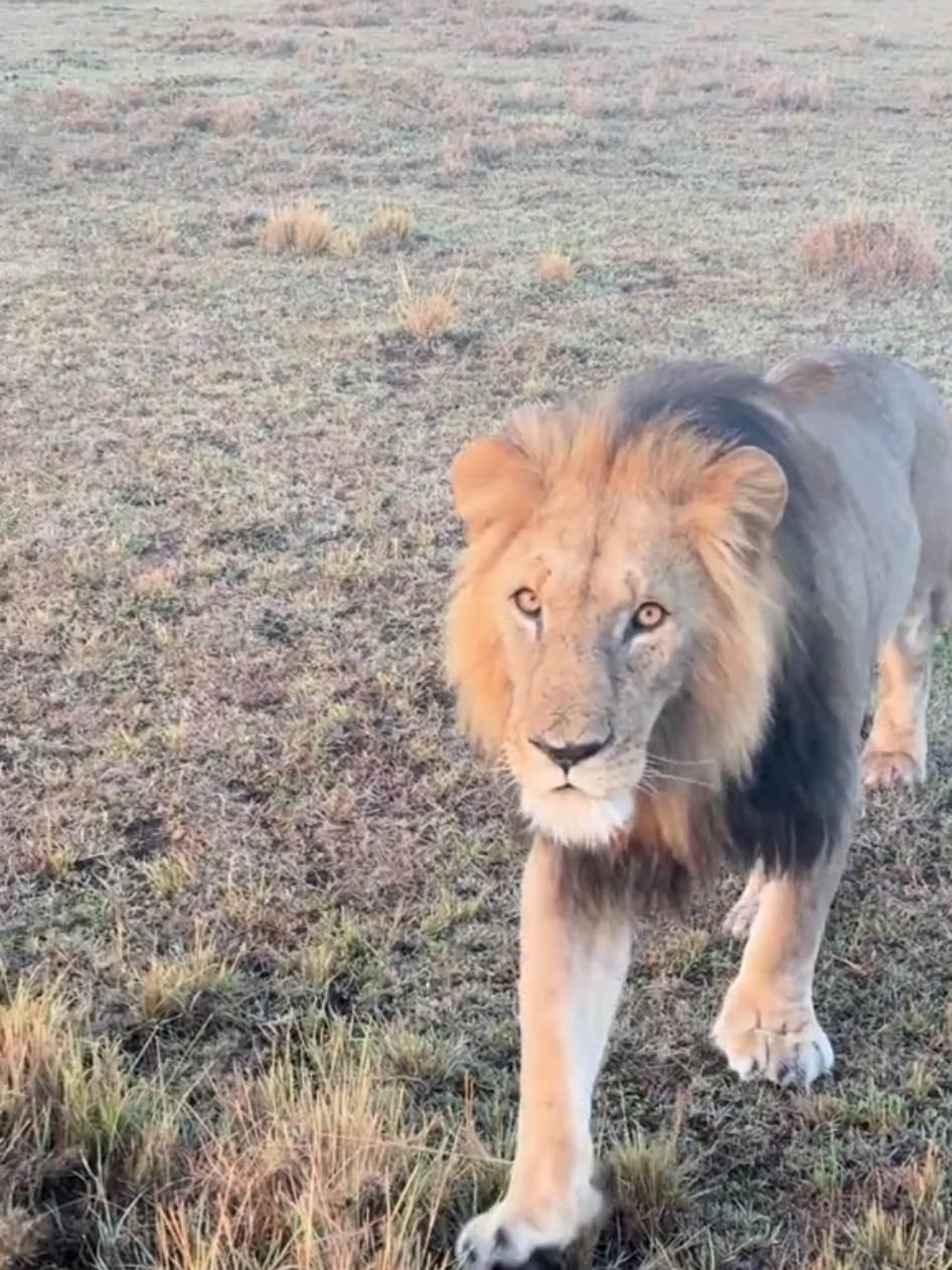 For us, the choice is easy...an African Safari always wins. Because some experiences are worth more than money... #AfricanSafari #LuxurySafari #ExploreAfrica #Bucketlisttravel #Wildlife 