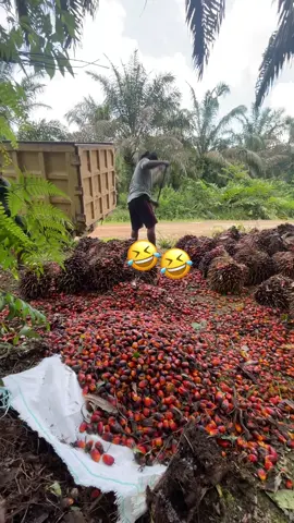 #xyzbca #perkebunansawit #bumitamagunajayaagro 
