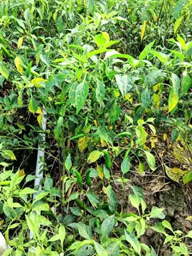 Thán thư ớt#TikTokAwardsVN #angiang #đongthap #ớt #lamdong 