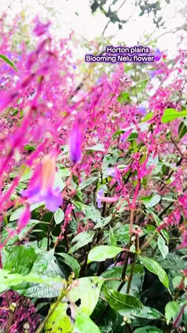 Nelu flowers painting Horton plains after 12 long years 💜🌸#hortonplains #neluflowers #travelling #srilanka