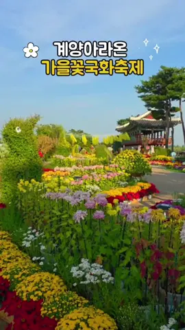📍계양아라온 가을꽃국화축제 ✅️ 기간: 2025.09.20~2025.10.31 🏠 주소: 인천 계양구 장기동 109-3 천만송이 국화꽃과 야생화 이천만송이 백일홍까지 가을꽃을 만끽할수 있는곳 일몰시간에 가서 석양과 어우러진 풍경 감상하고 밤에는 아트웨이까지 걸으면 완벽한 코스 #계양아라온 #가을꽃축제 #계양아라온가을꽃국화축제 #koreatravel 