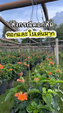 สังกรณีดอกส้ม สวยจึ้งมากกกก ดอกสีสดใส ใบมันเงา ✨👀☀️☘️ #สังกรณีดอกส้ม #treeno9 #ไม้ดอก #Treeno9 