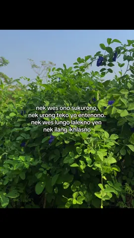 #4u #masukberandafyp #zxycba 