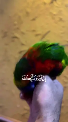 اللهم صلي وسلم على نبينا محمد #ببغاء #طيور_الزينة #لوري #CapCut  