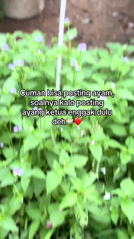 Gak dulu dehhh#RGGEMEFARM #peternakayam #ayamphilipin🇵🇭 #fyppppppppppppppppppppppp #lewatberandafyp 