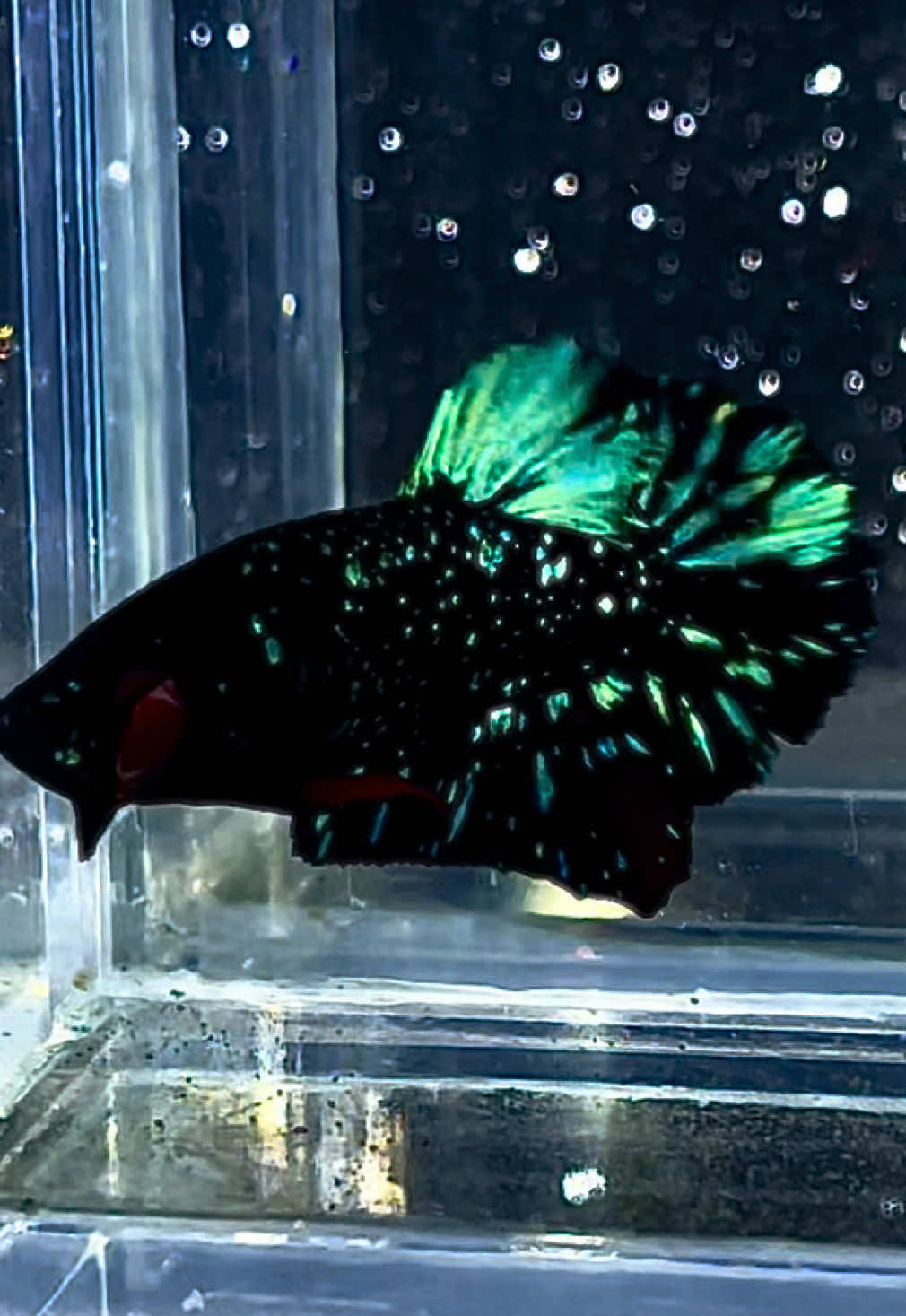 Green Kalimaya #fyp #bettafish #nebula 