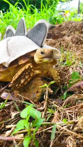 I Got Jokes…. #tortoise #turtle #sulcata #reptile #sulcatatortoise                          