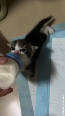 Kitten drinking milk#catsoftiktok #catvideo #funnycat #funnyvideo #kitten 
