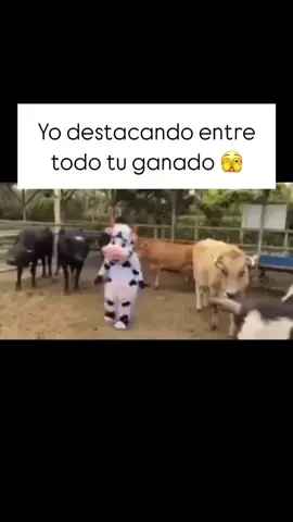 🤣🤣yo🤣🤣