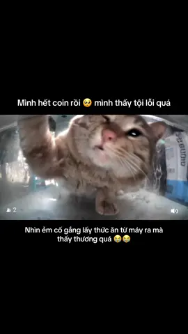 #TikTokAwardsVN #purrrr_app #purrrr #viral #yeumeo @purrrr_us @purrrr_app_us @purrrr_sea @Purrrr_Creator 