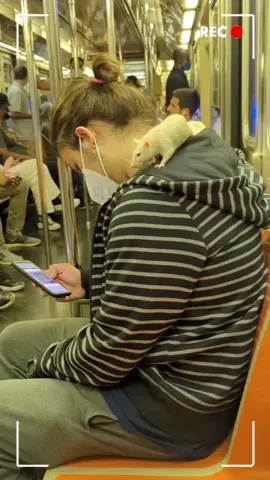 Welcome to the New York Zoo!#foryou #funnyvideos #funnymoments #funnytiktok #fyp #humor #subway