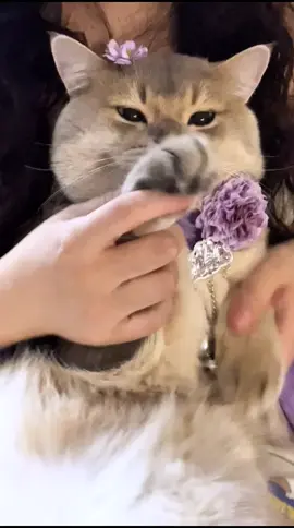 Dance #cat #catsoftiktok #cats #fyp #kucing     ❣️: 不咕噜