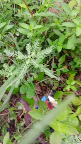 #astuce #bio #astuce de grande mère