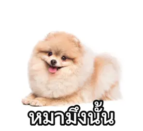 โหด เพลง สุนัขdarkside#fyp #edit #โหด #หมาน่ารัก 