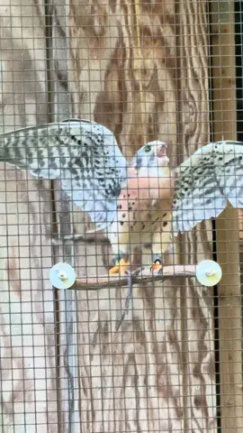 Queso is not shy about trying to get our attention when we are in Aurora’s aviary ❤️ Anyone that has joined a Live with Aurora with us has definitely heard Queso! #queso #kestrel #christinescritters #lovemyjob #dayinthelife 
