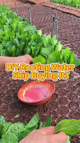 Diy rooting water#plants #garden #gardeningtips #roots #DIY 