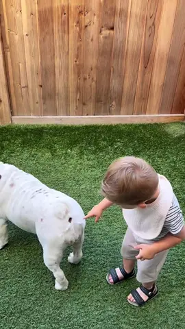 Dog and baby : The Ultimate Frenemies 😂#foryou #doglover #fyp #funny #dramatic #funnymoments #funnyvideos 