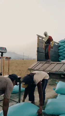 info gabah super #gabahbalap🌾 