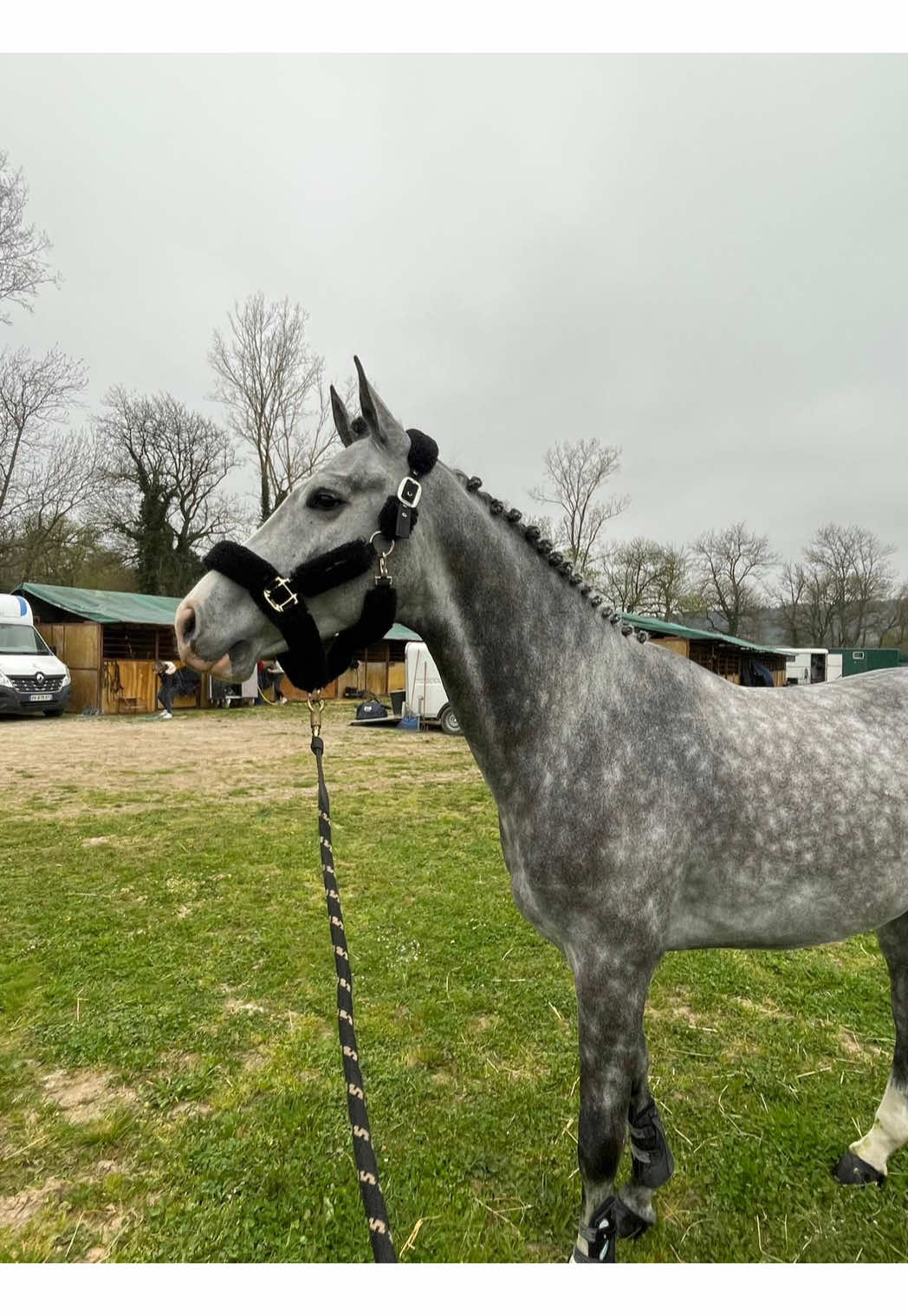 À VENDRE  Larzew II du quest  Hongre 4 ans,  ~1,63 cm  Gris  🧬Origine constatée 🐴 Cheval gentil, chic, vit en box comme dehors, cheval avec une vraie personnalité.  Hyper attachant !  Adore que l’on s’occupe de lui.  Tardif pour son âge car né assez tard dans la saison, vert dans le travail mais volontaire et bon élève, bonne tête, respectueux sur les barres !  🐎Idéal pour un cavalier passant à cheval et voulant faire club puis amateur, à finir de former  Quelques parcours à son actif  en SHF en formation 1 ( vidéo sur demande )  ☑️ visite 5 ⭐️ ☑️sort en extérieur seul ou à plusieurs 🐎 ☑️tonte intégrale  ☑️transport  ☑️vaccin 💉 ☑️vermifuge  ☑️Maréchal ☑️ostéopathe ( compte rendu )  ☑️dentiste  Tarif sur demande au 0615470904  ⛱️visible région 31 proche de Toulouse ( Revel )