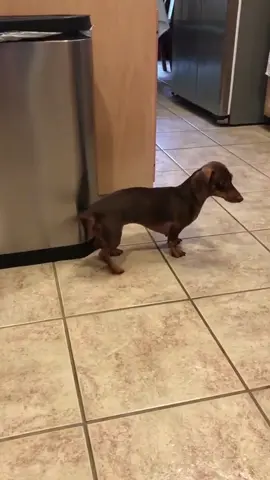 Funny dog tail 🐕#funny #dog #funnydog #Love #tail 