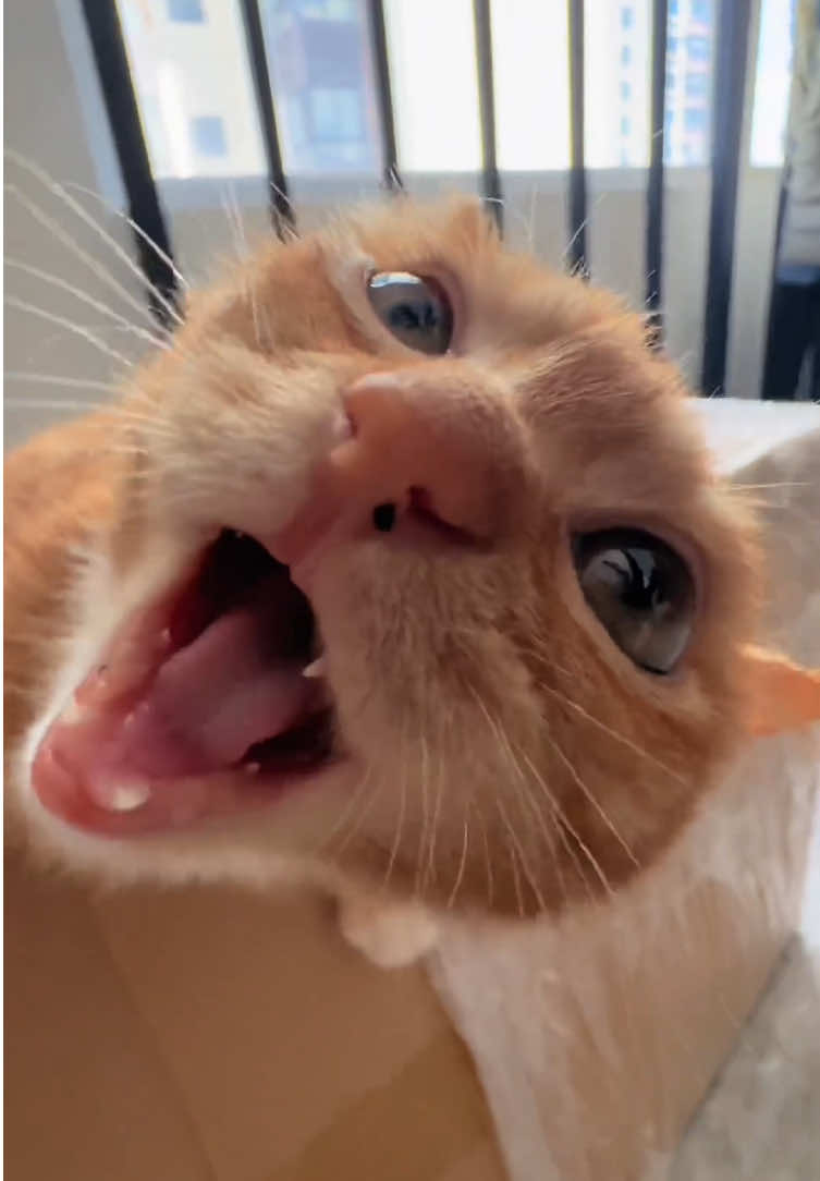 An angry little kitten#catsoftiktok #cats #funnycat #fyp #cutecat
