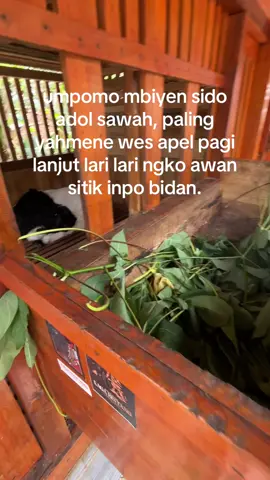 #etawaindonesia #etawaluarbiasa #etawaraskaligesing #bredingkontes #fyp 