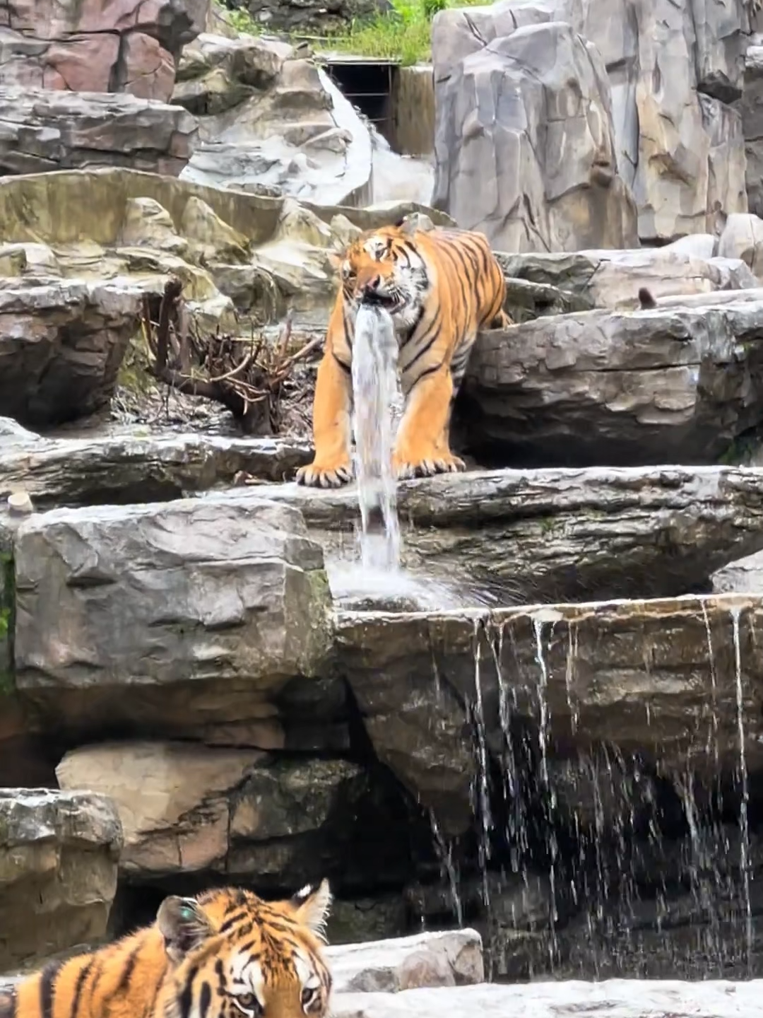 🐯 A curious tiger got itself stuck in a water pipe and accidentally turned it into a giant fountain! #Wildlife#Tiger#animals#zoo#wildanimals#funny#fountain #nature#animallover#fyp#viralvideos#viralreels
