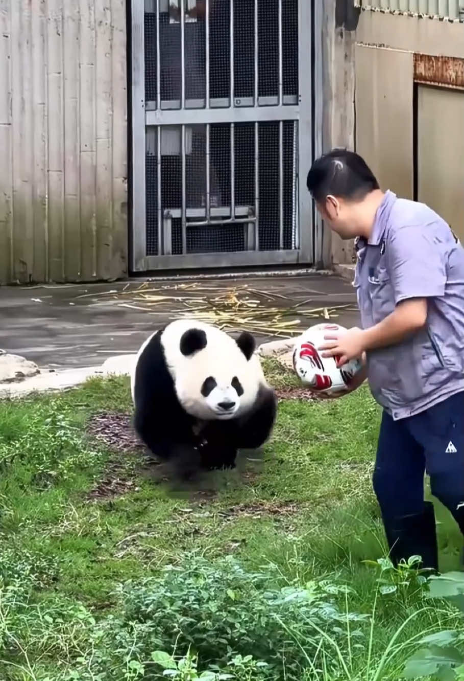 I like this job#funny #panda #pandafunnyvideo #pandababy #kungfupanda