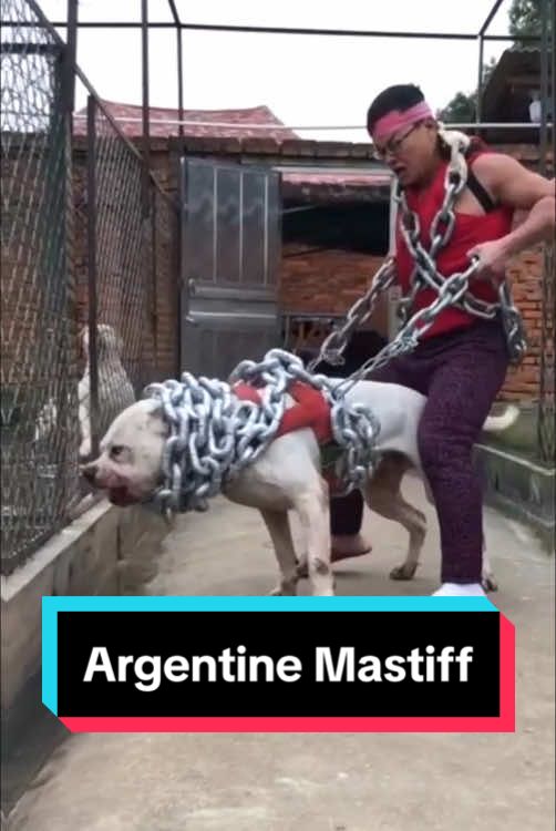 Argentine Mastiff #dog #animals 