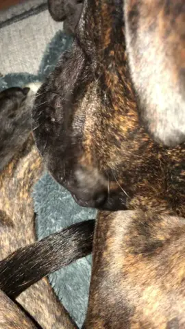 This dog sleep compilation might make you quit your job to nap too#dog #funnyvideo #fyp #nap #dogsoftiktok 