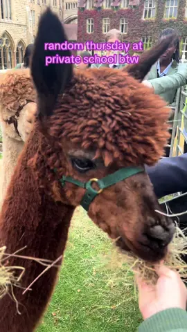 alpacas at school 😭😭 #boardingschool #tiktokuk #tiktoksg 