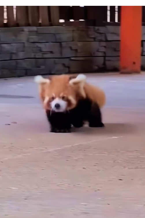 Funny red panda #fun #funny #funnyanimals #redpanda #funnyredpanda #funnytiktok #fyp #fypシ #foryou #redpanda