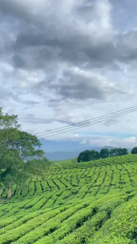 #pagaralamgunungdempo #fyp #pagaralam_salam_jeme_kite 