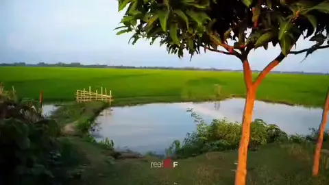 #শহরের কোলাহল ভুলিয়ে দেয় গ্রামের নিরবতা #🌲🌲🌲