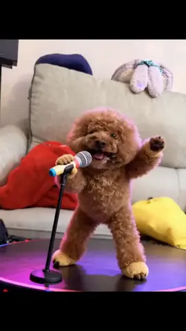 Động vật đáng yêu #xuhuong #dog #cutedog #singing #funnyvideos 