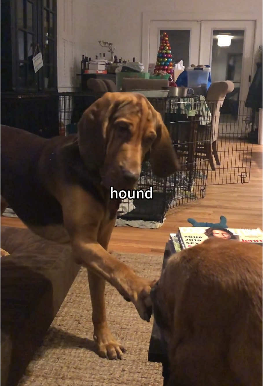 Hound Core#dog#funny#funnyanimals#funnypets#animals #pet #longervideos#catsoftiktok #fyp