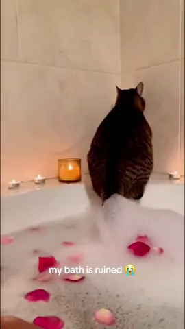 POV Your cat sees you shower😂#cat #cats #catslovers #catsoftiktok #fyp 